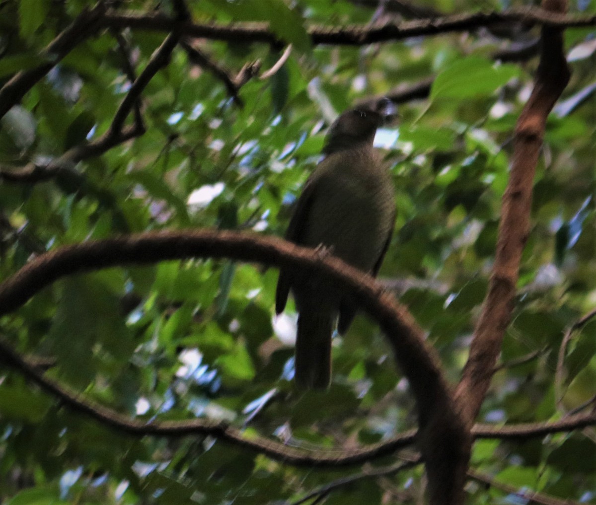 Satin Bowerbird - ML562145031