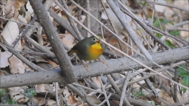 Red-billed Leiothrix - ML562145281