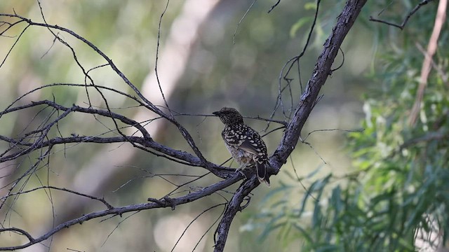 Western Bowerbird - ML562145631