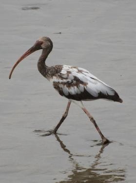 White Ibis - Jos Simons