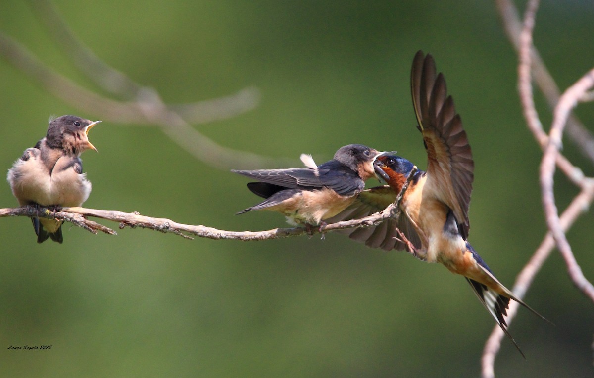 Barn Swallow - Laura Segala