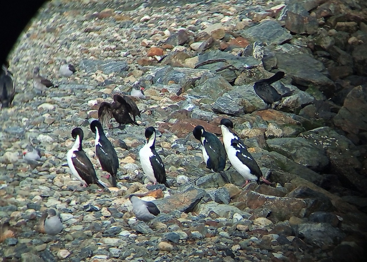 Neotropic Cormorant - ML562149501