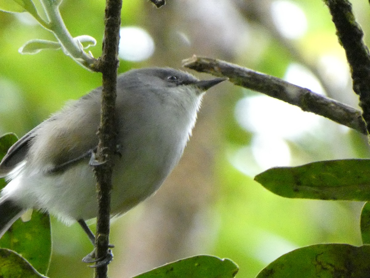 Mauritius Gray White-eye - ML562149651