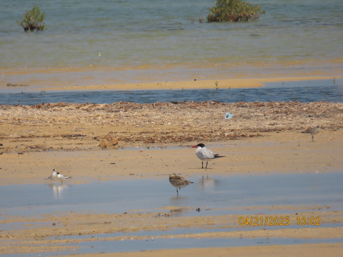 Little Tern - ML562150011