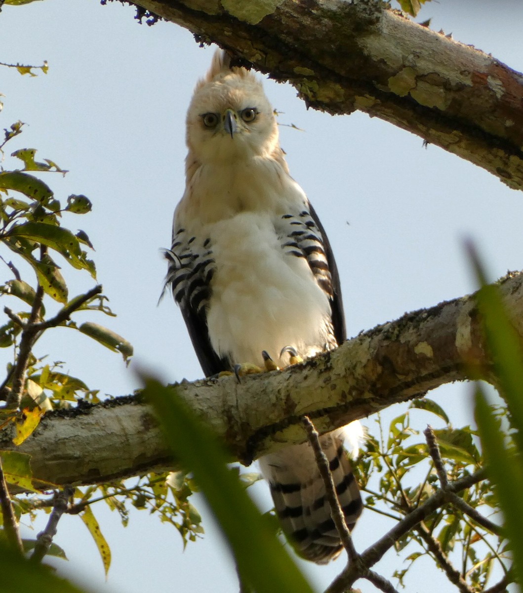 Ornate Hawk-Eagle - Abimael Moralez