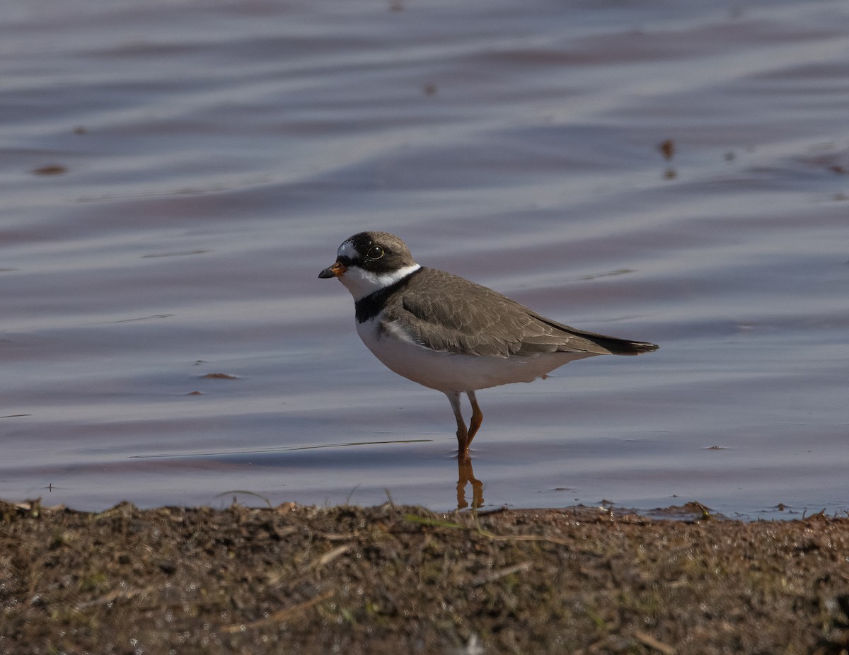 Semipalmated Plover - Stephen Ofsthun