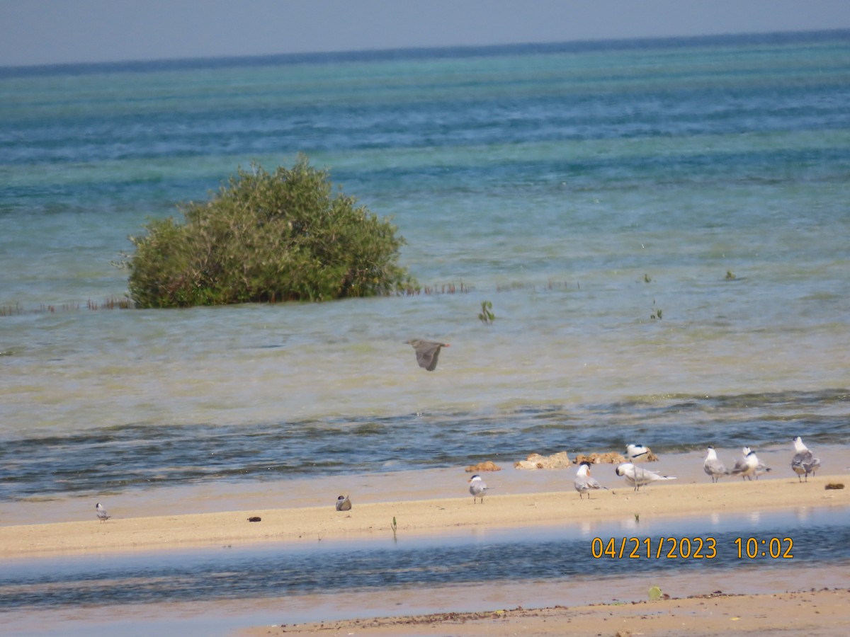 Striated Heron - ML562150931