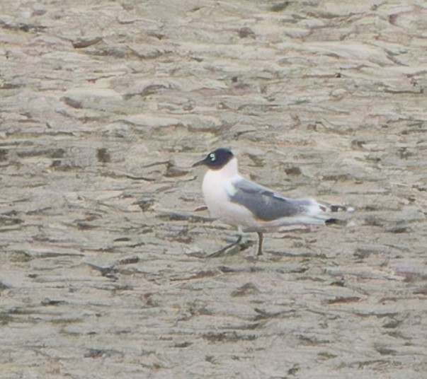 Franklin's Gull - ML562151121