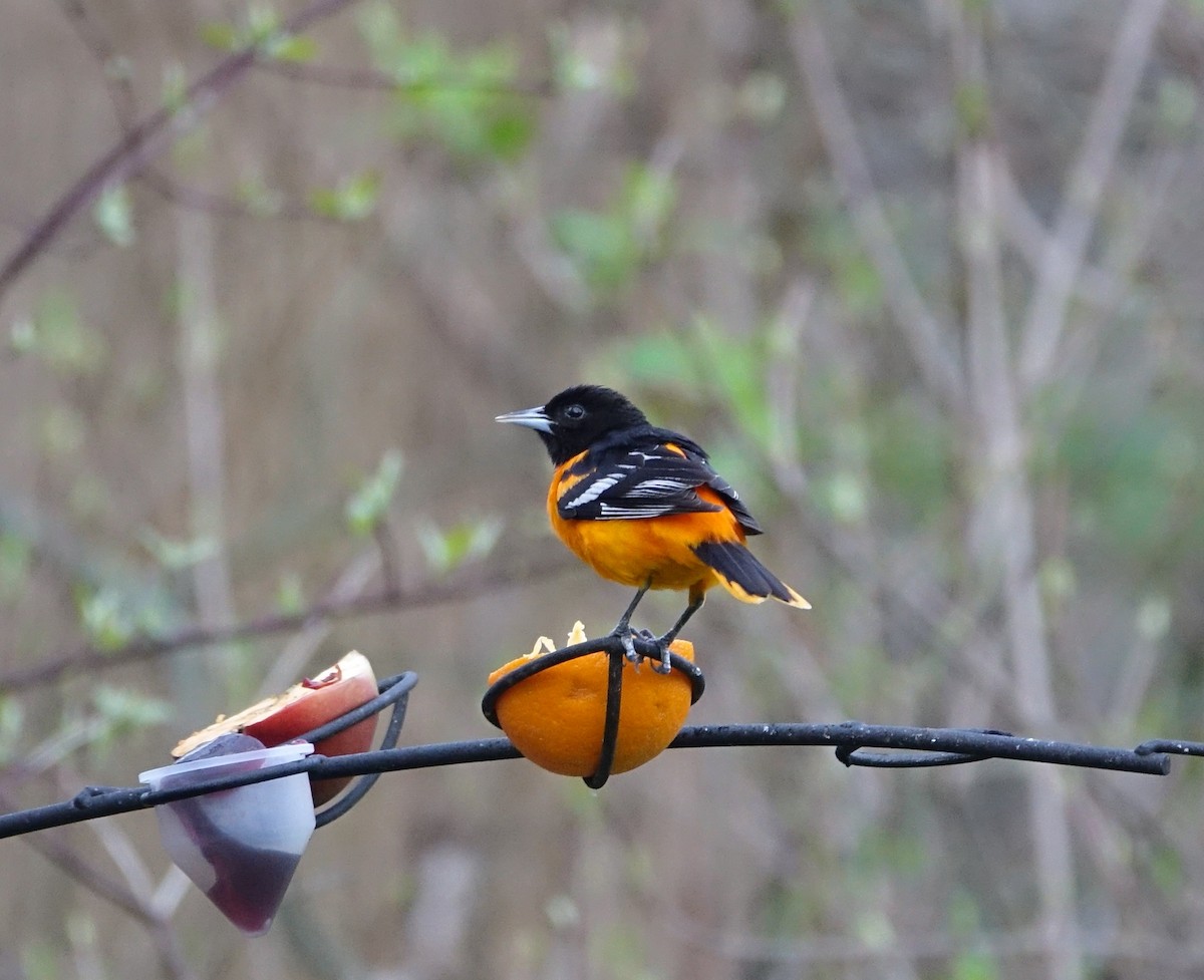 Baltimore Oriole - ML56215151