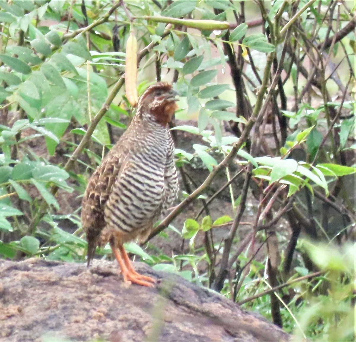 Jungle Bush-Quail - ML562152211