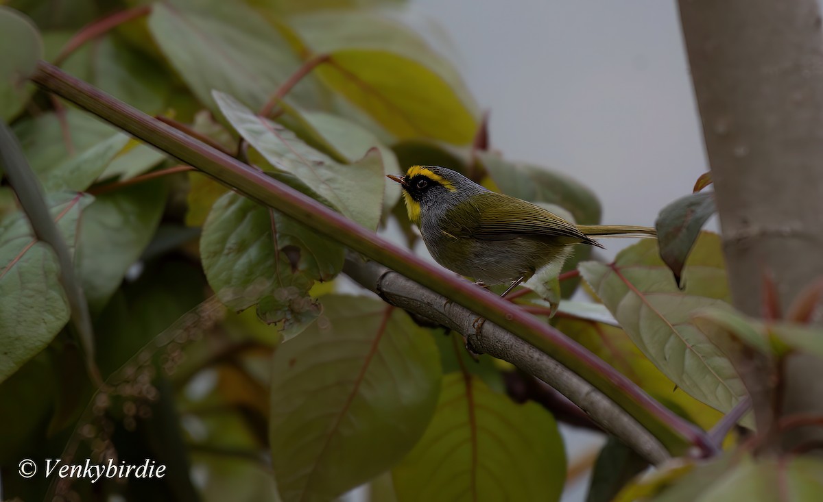 Mosquitero Carinegro - ML562152391