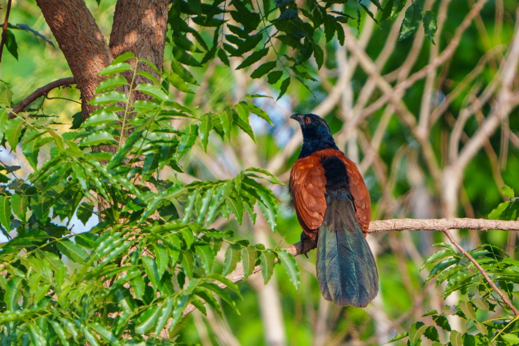 Greater Coucal - ML562152861