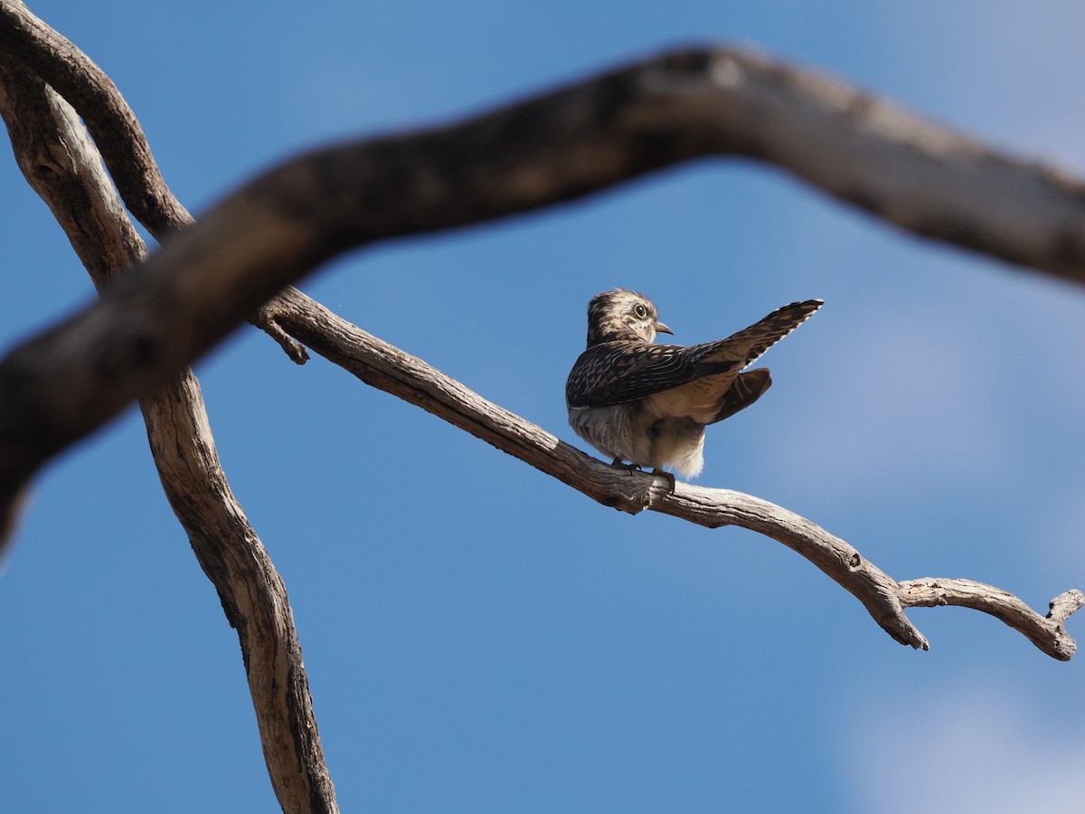 Pallid Cuckoo - Tony Richards