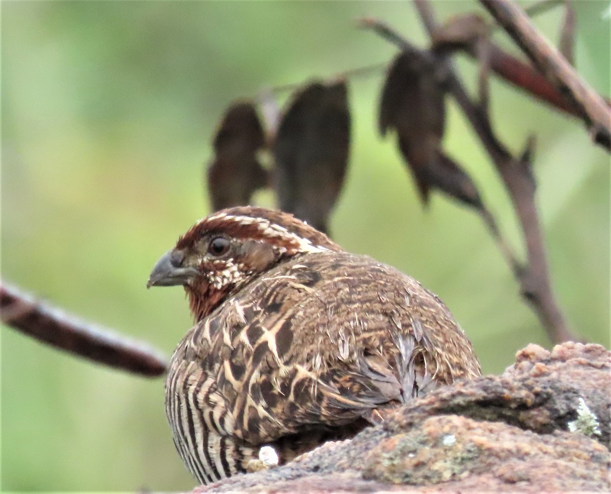 Jungle Bush-Quail - Berend van Baak