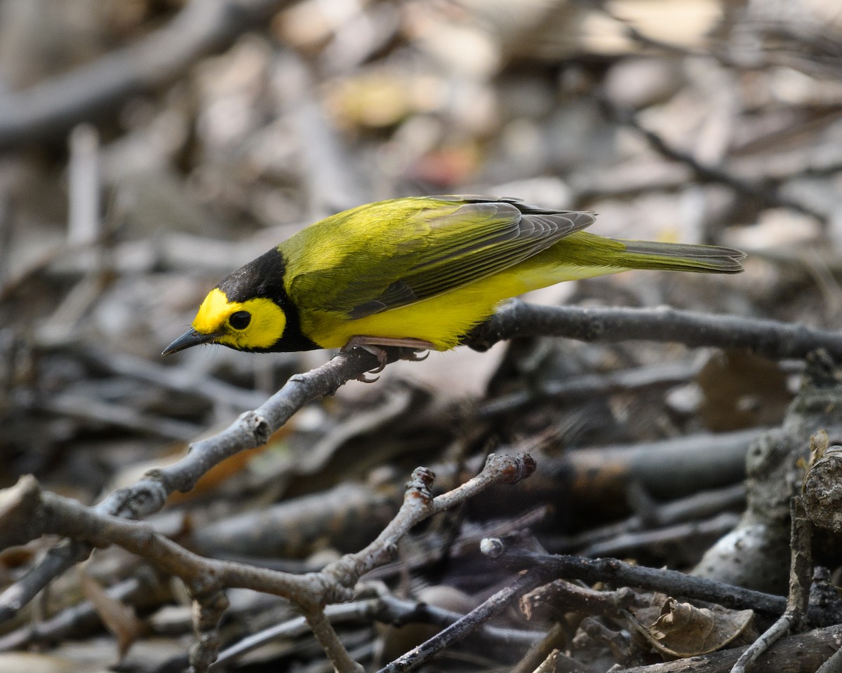 Hooded Warbler - ML56215561