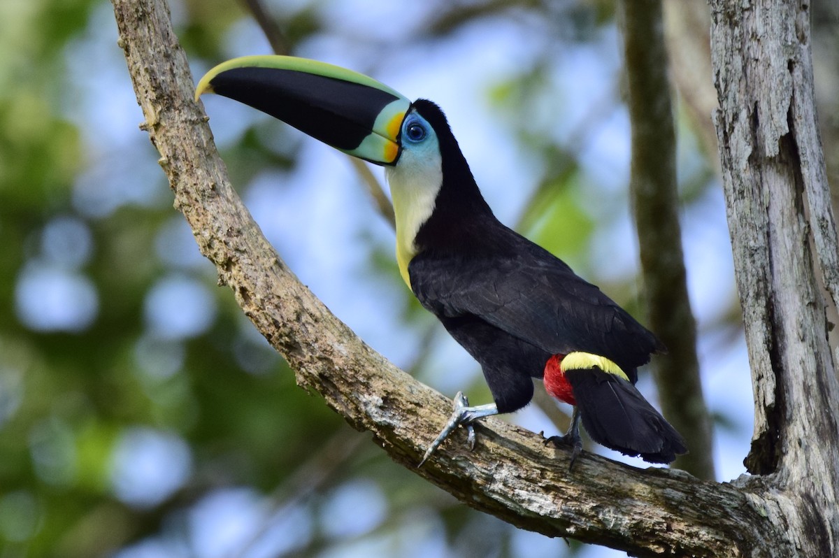 Channel-billed Toucan - ML562155791