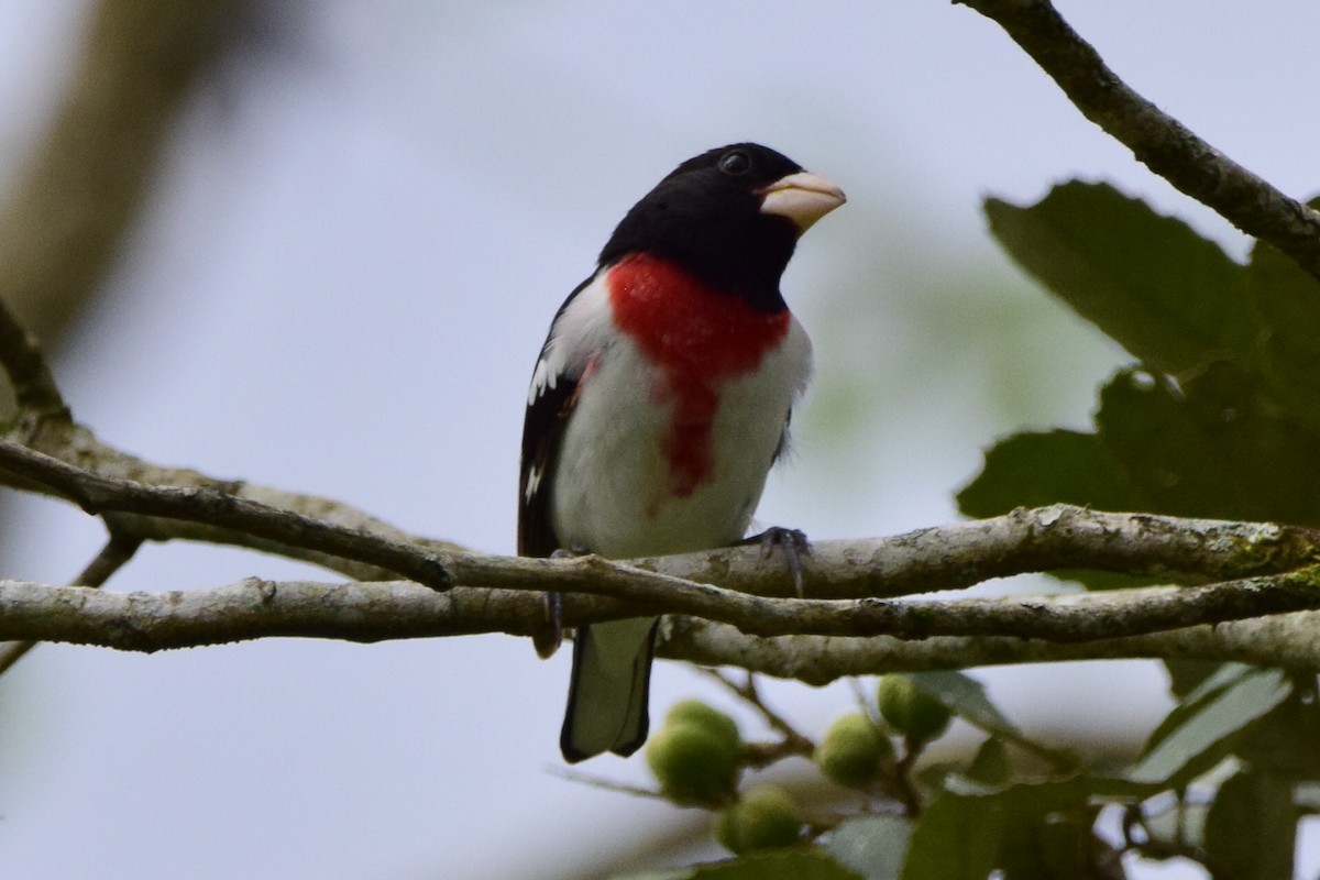 Rose-breasted Grosbeak - Samuel De Greiff