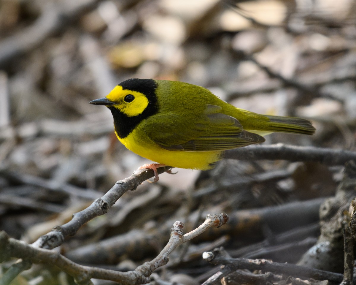 Hooded Warbler - ML56215611