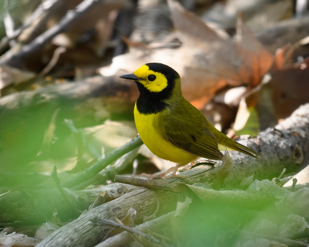 Hooded Warbler - ML56215641