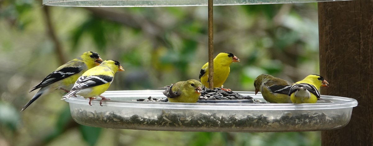 American Goldfinch - Robert Dixon
