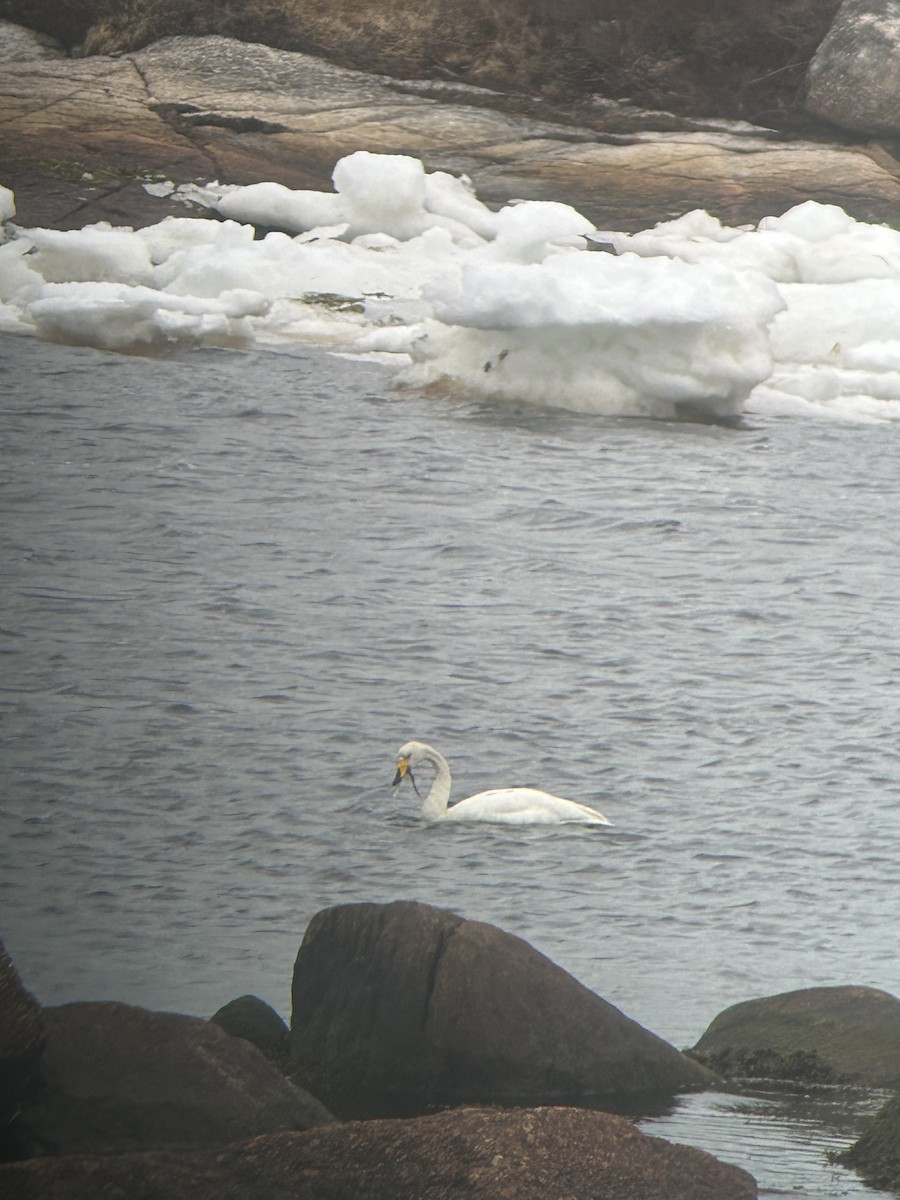 Whooper Swan - ML562156611