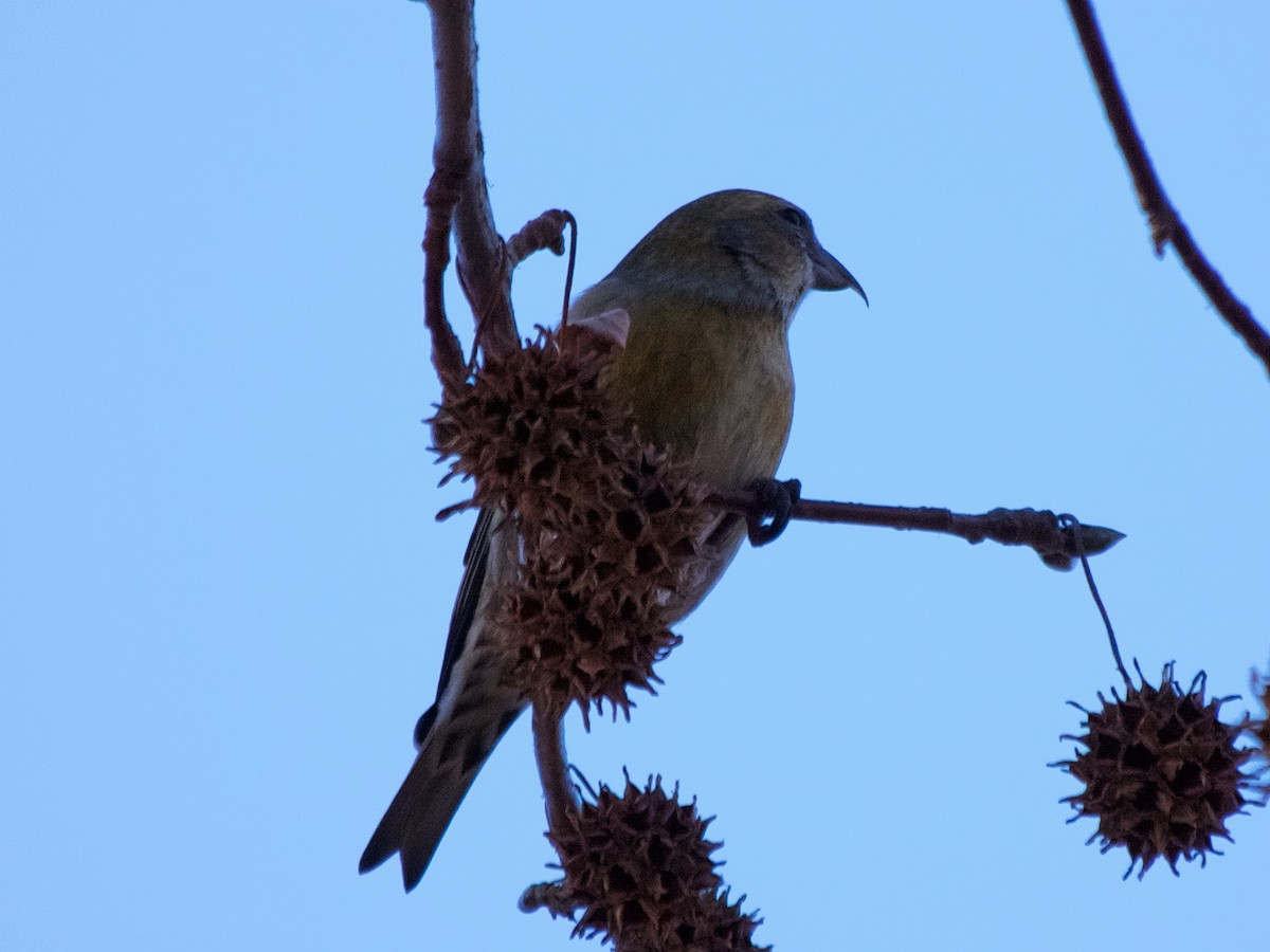 White-winged Crossbill - ML56215681