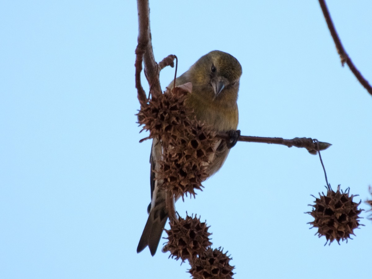 White-winged Crossbill - ML56215701