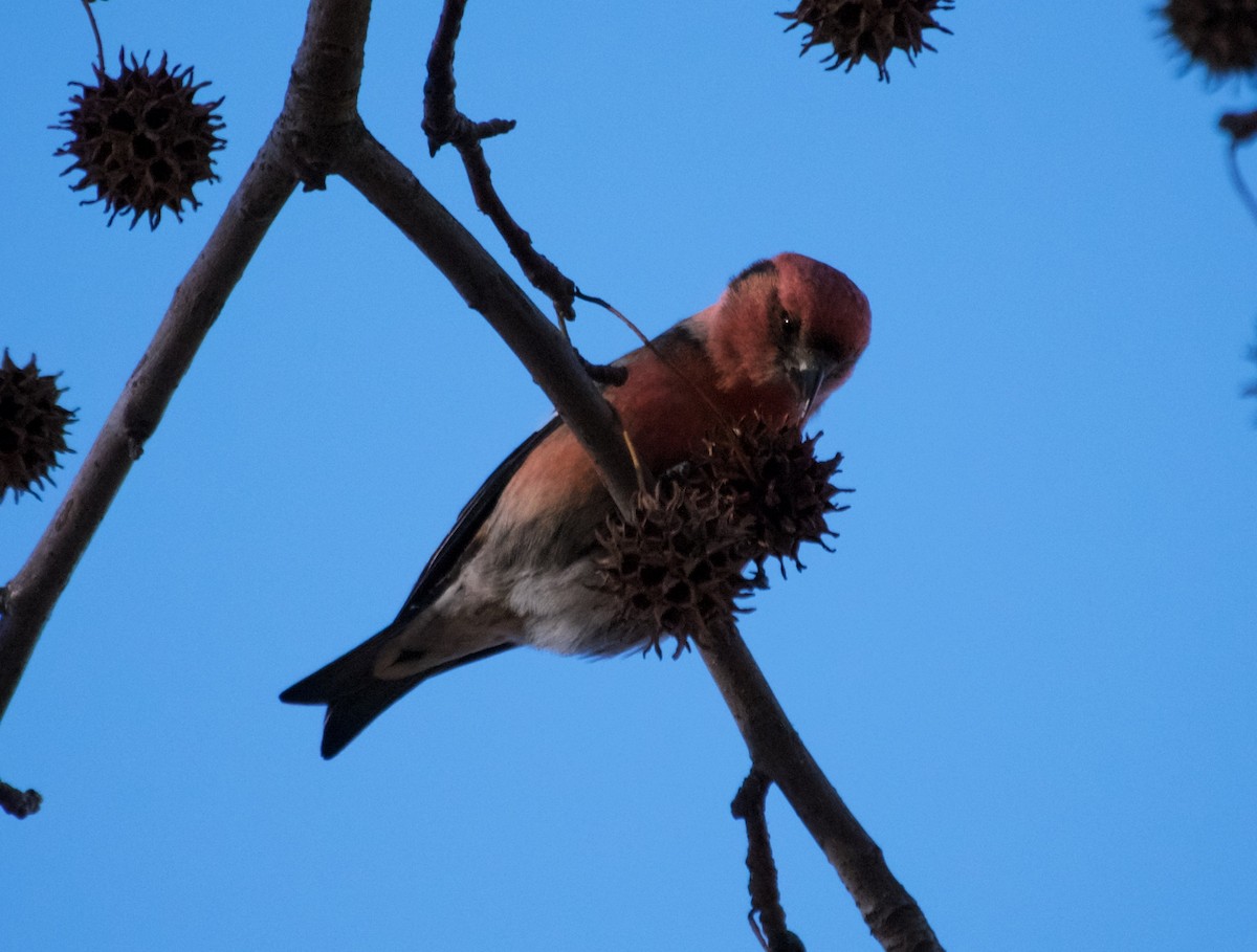 White-winged Crossbill - ML56215711