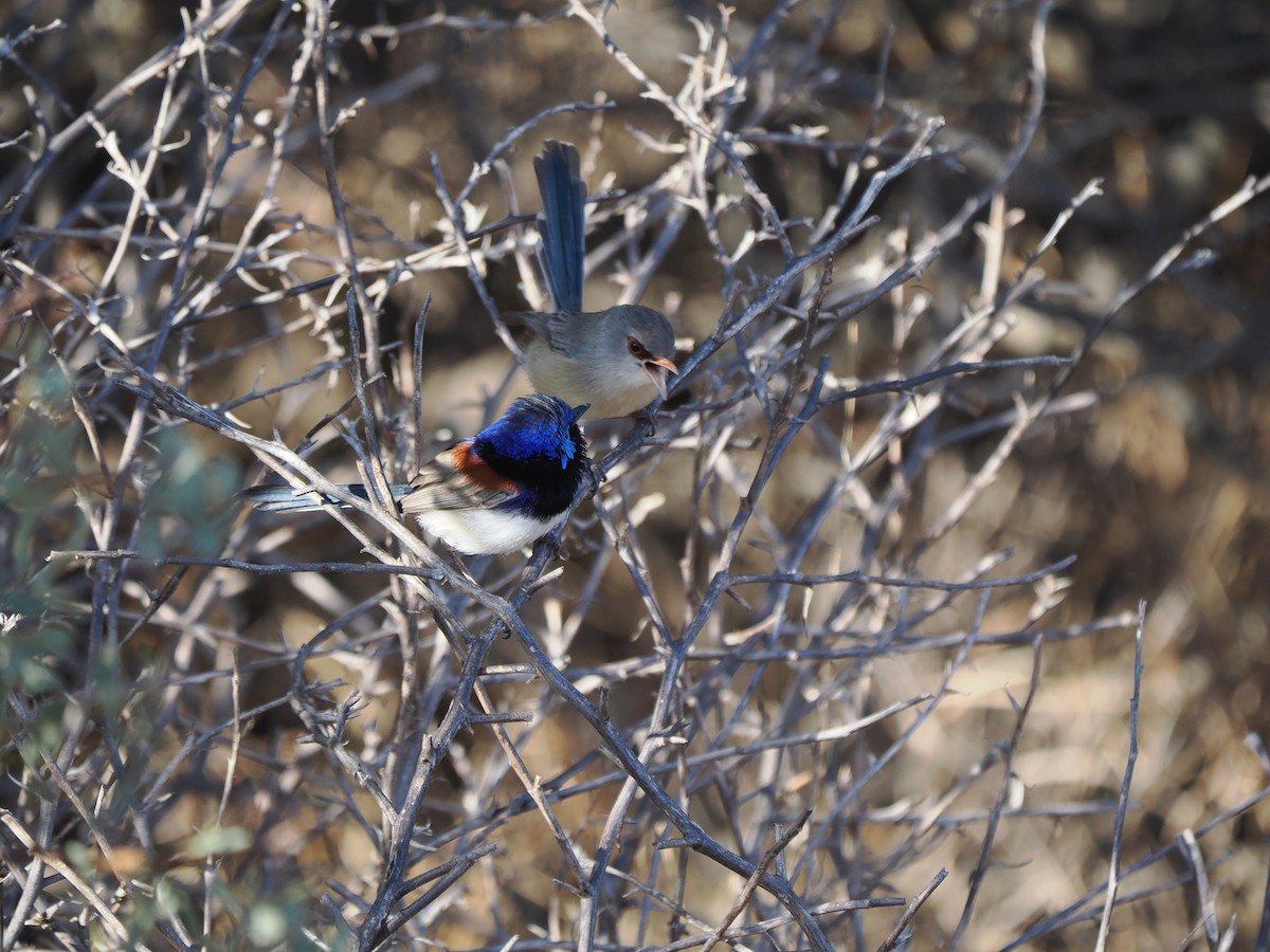 Purple-backed Fairywren (Purple-backed) - ML562157821