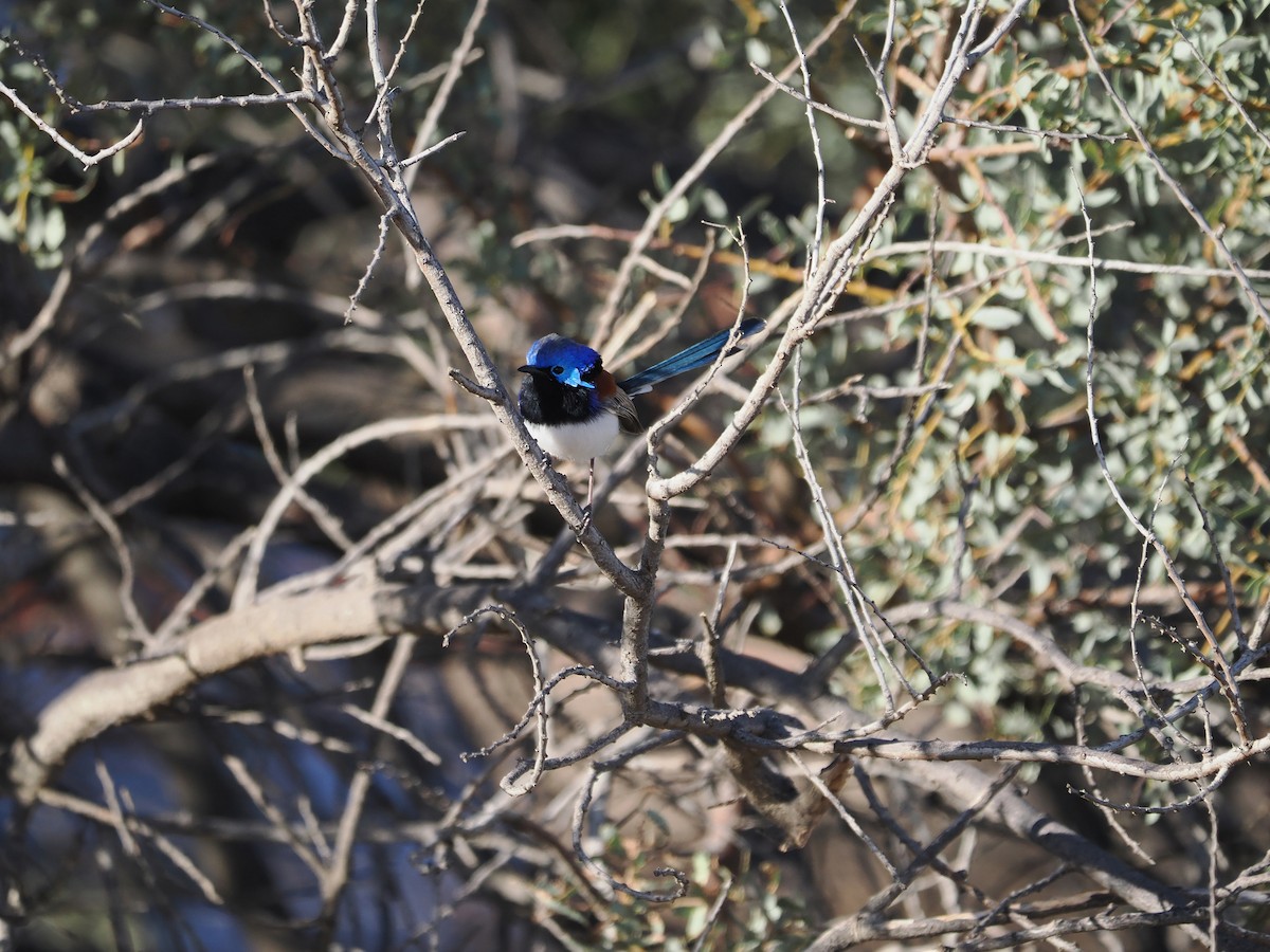 Purple-backed Fairywren (Purple-backed) - ML562157831