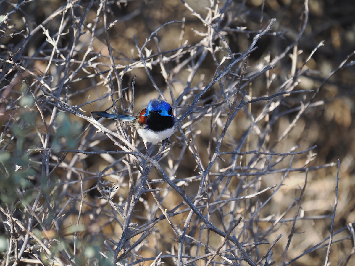 Purple-backed Fairywren (Purple-backed) - ML562157851