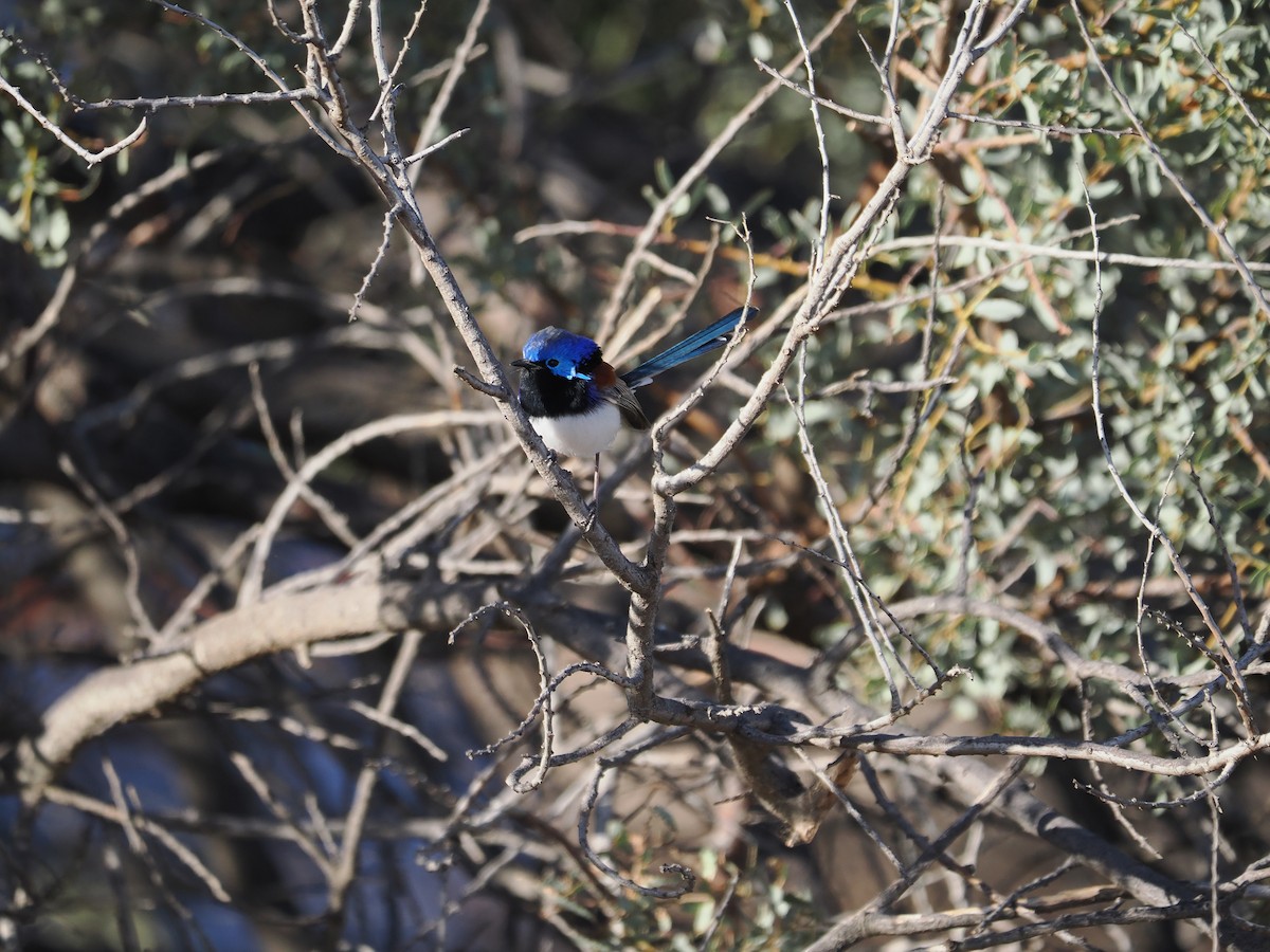 Purple-backed Fairywren (Purple-backed) - ML562157861