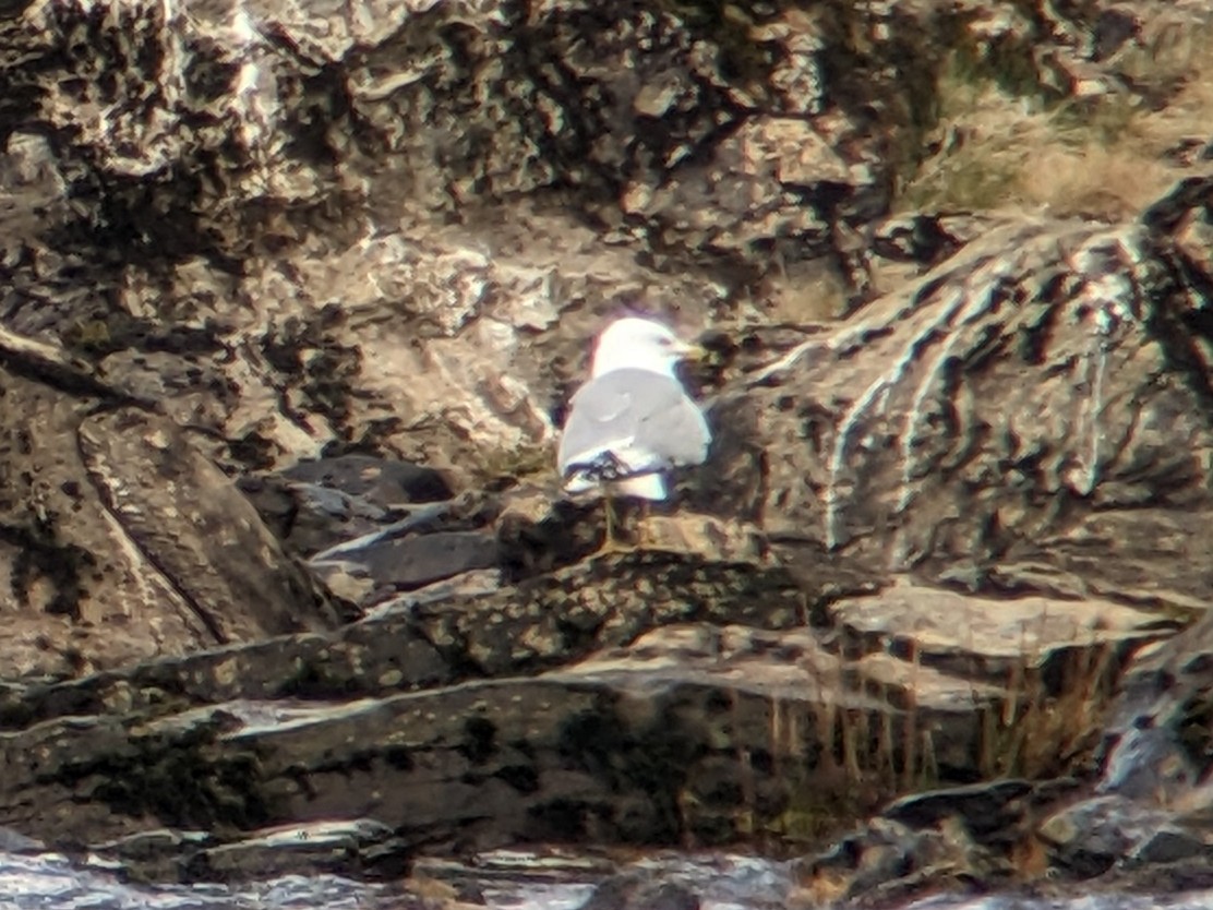 Ring-billed Gull - Keith Langdon