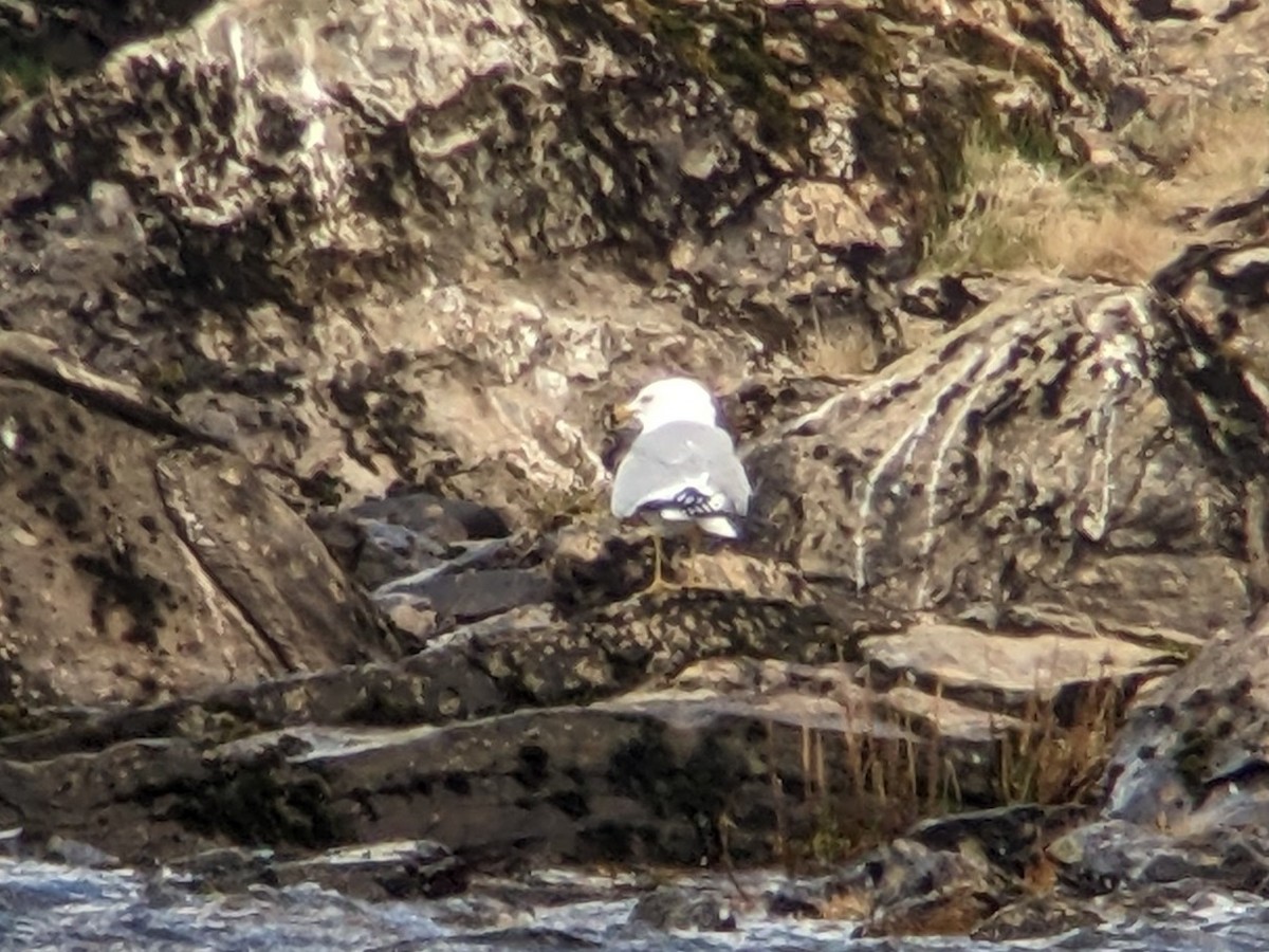 Ring-billed Gull - Keith Langdon