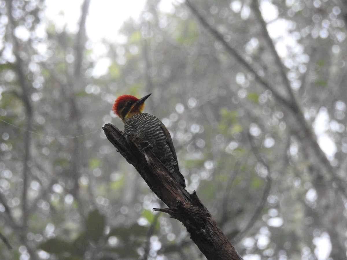 White-browed Woodpecker - ML562158011