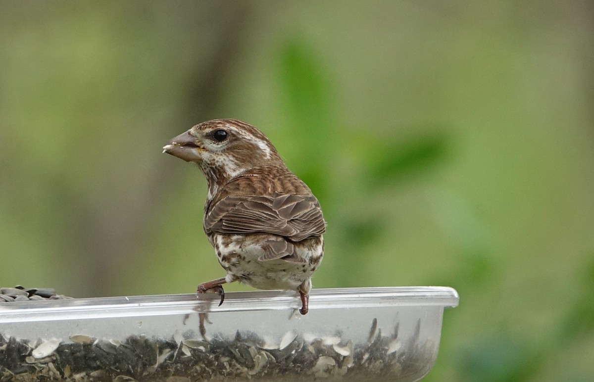 Purple Finch - ML56215831