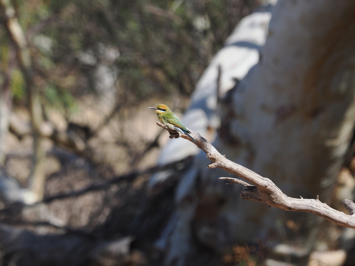 Rainbow Bee-eater - ML562158311