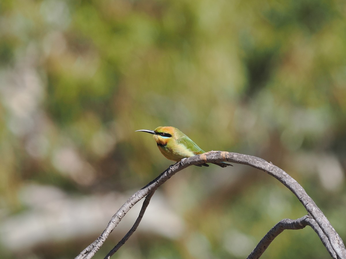 Rainbow Bee-eater - ML562158361