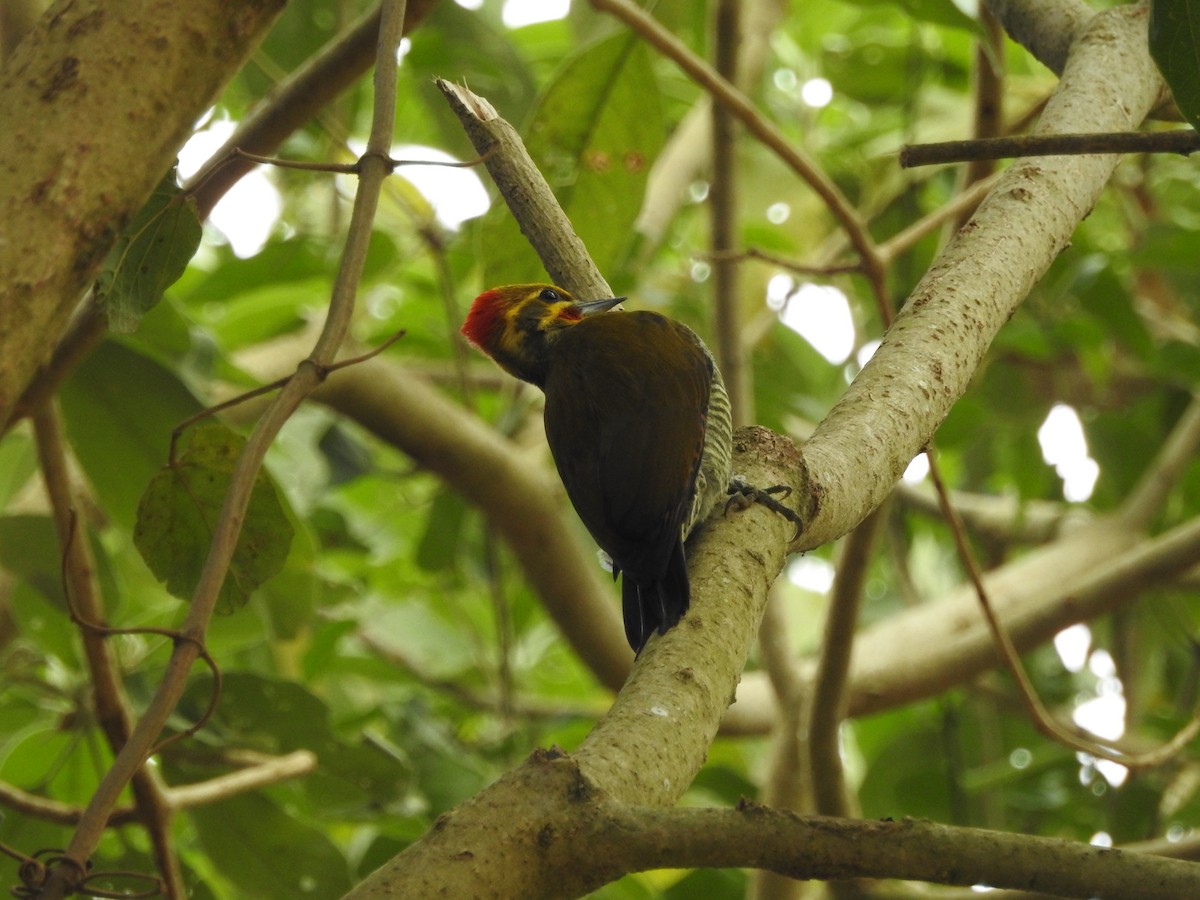 White-browed Woodpecker - ML562158531