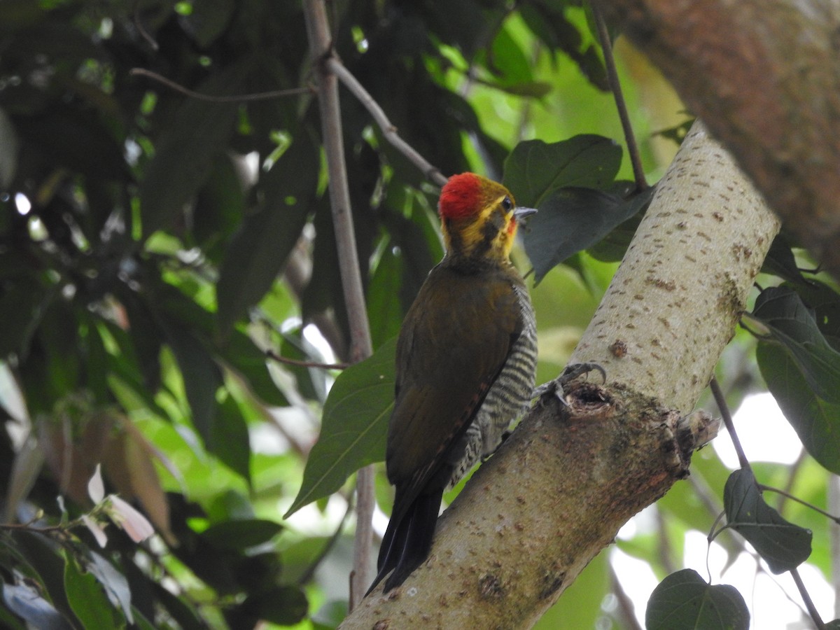 White-browed Woodpecker - ML562158561