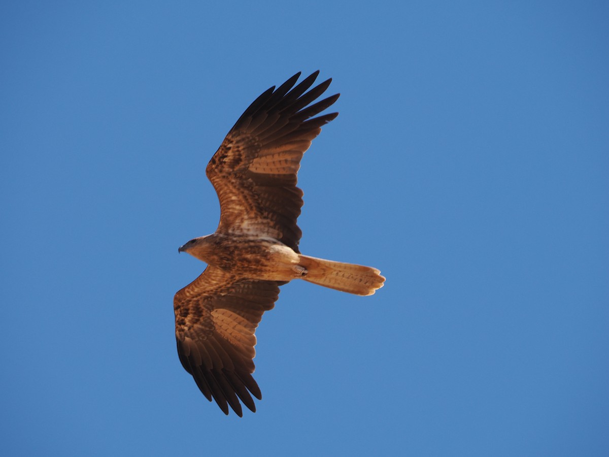 Whistling Kite - ML562159511