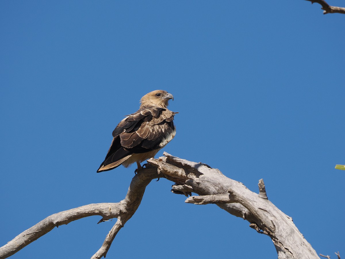 Whistling Kite - ML562159531