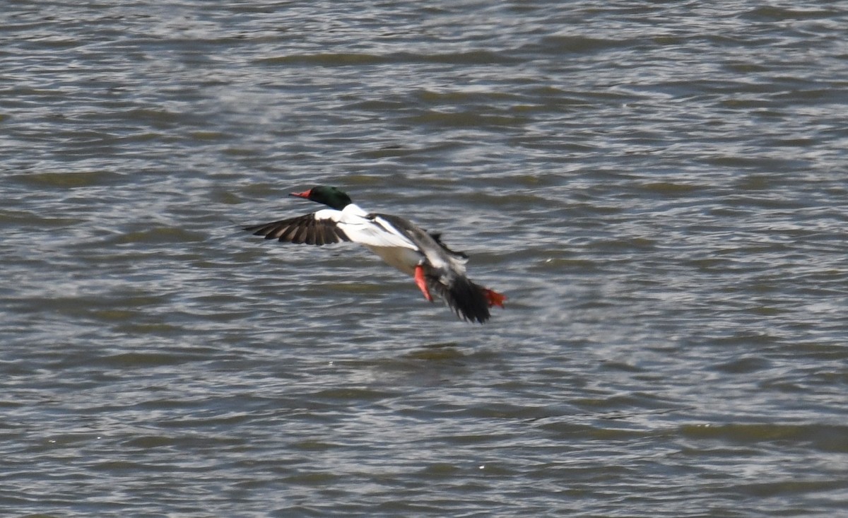 Common Merganser - ML562159561