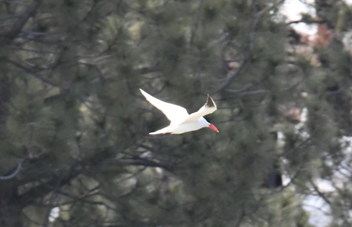 Caspian Tern - ML562159651