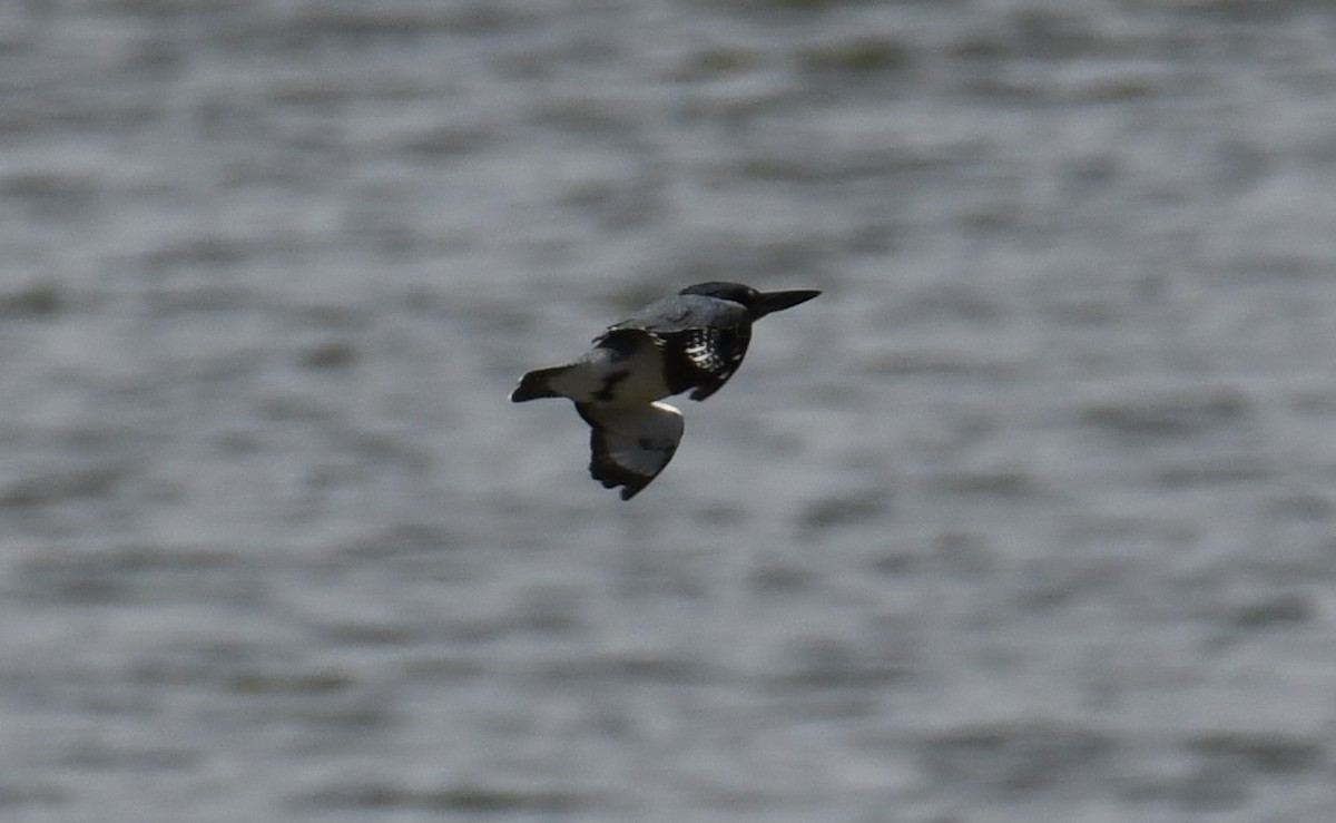 Belted Kingfisher - ML562159731