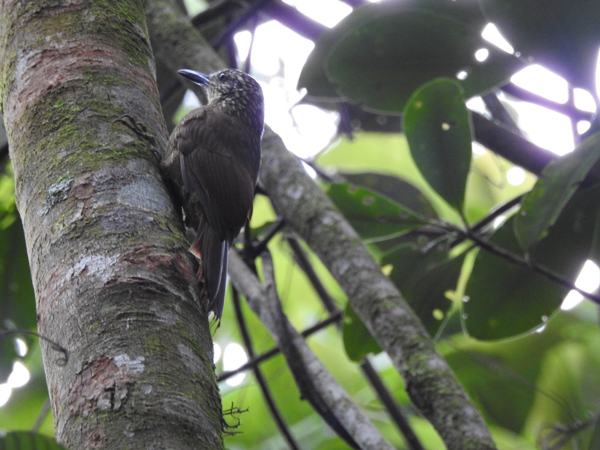 Planalto Woodcreeper - ML562159851