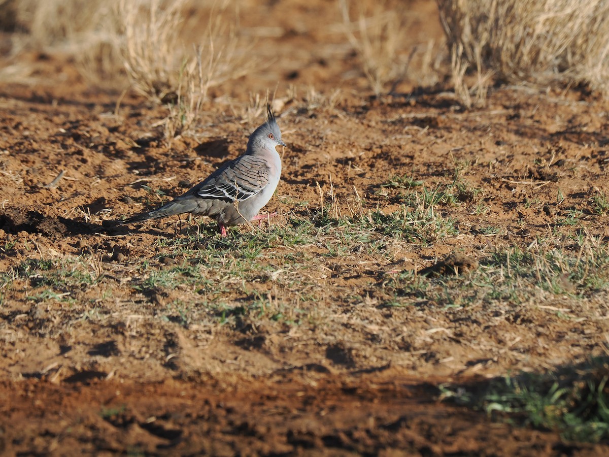 Crested Pigeon - Tony Richards