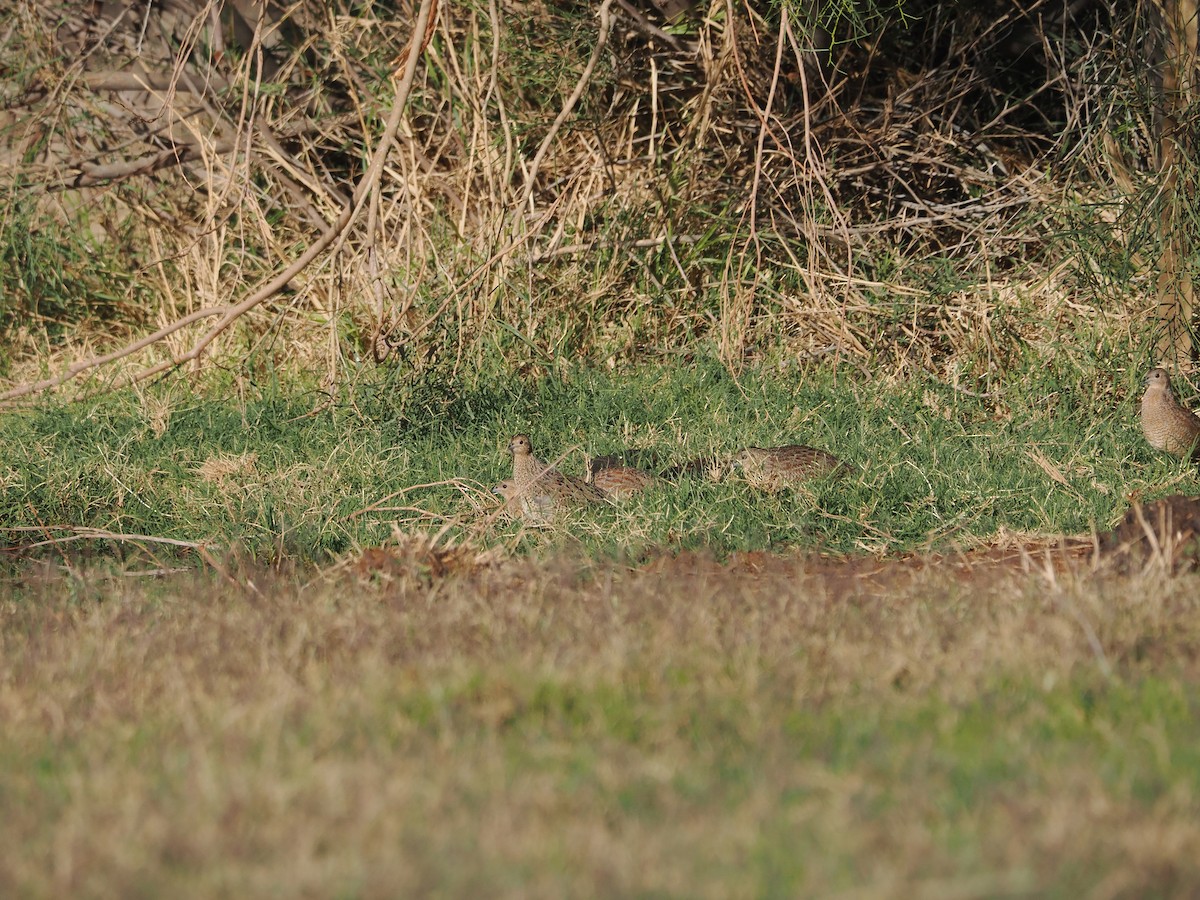 Brown Quail - Tony Richards