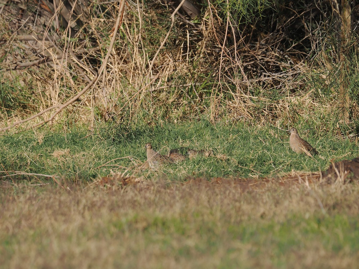 Brown Quail - Tony Richards