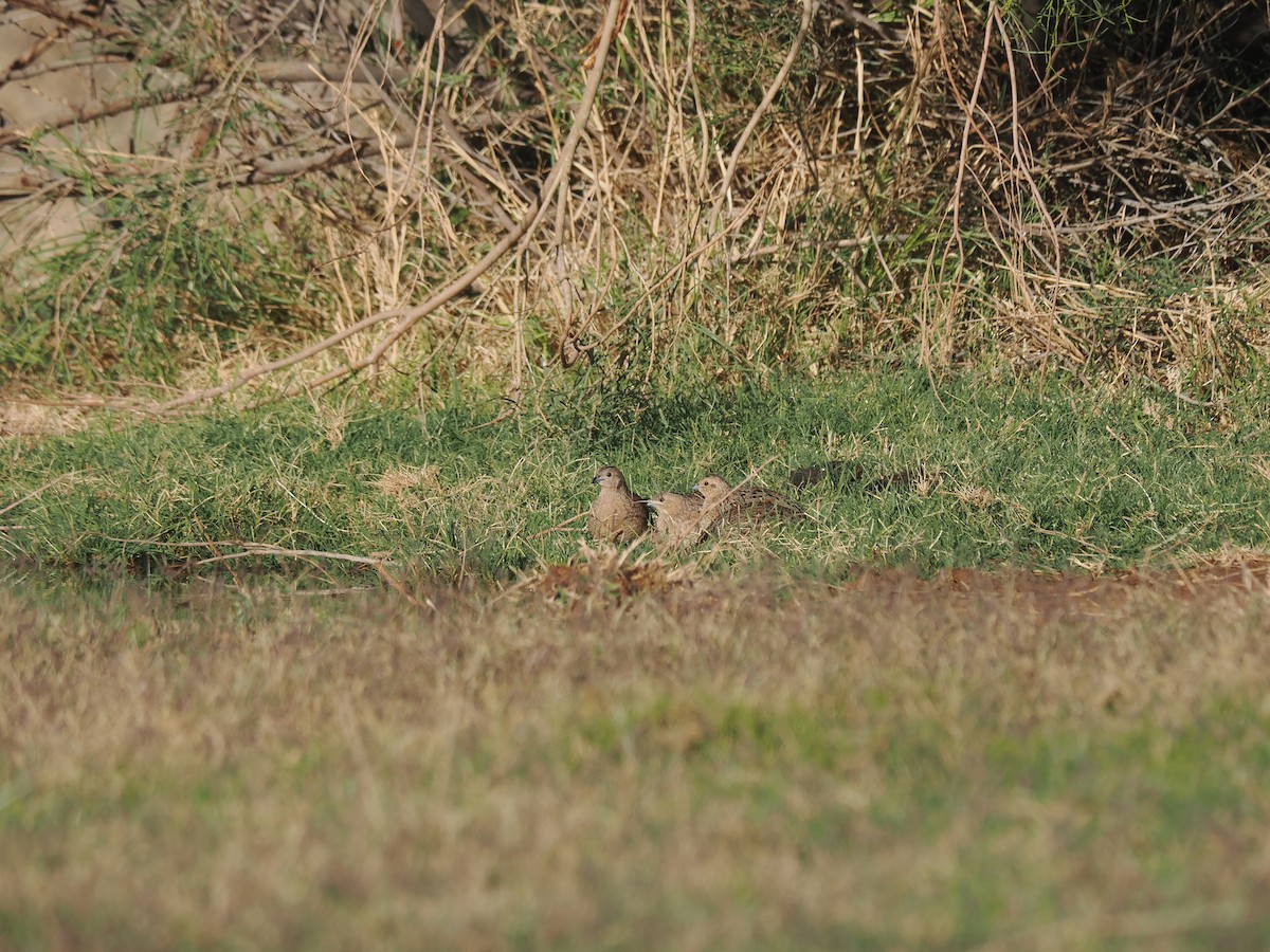 Brown Quail - Tony Richards